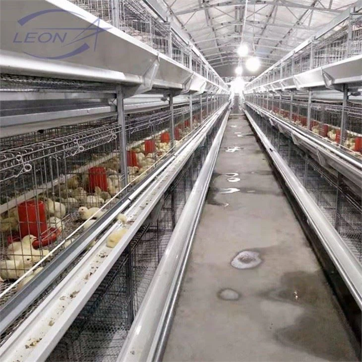 A Brand New Nipple Drinking System For Chickens A Brand New Nipple Drinking System For Chickens
