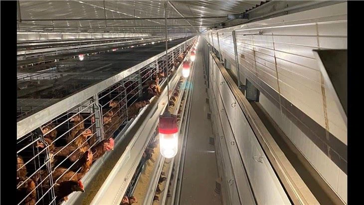 Automatic Layer Poultry Cages Equipment