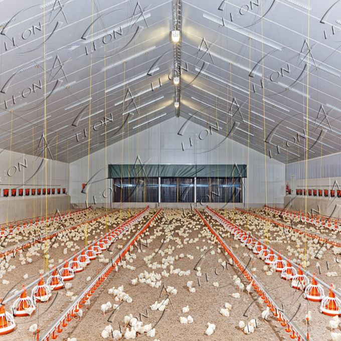 Fully Automatic Poultry Farm Broiler Equipment Price With CE Certificate
