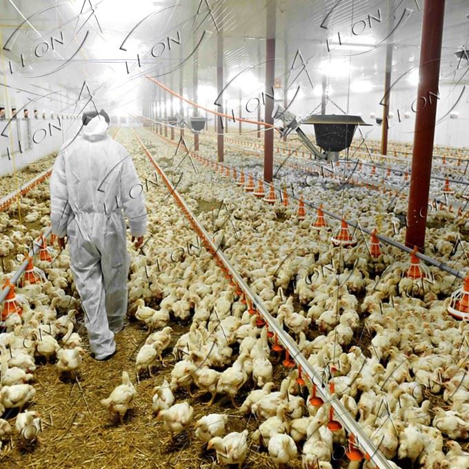 Fully Automatic Poultry Farm Broiler Equipment Price With CE Certificate Fully Automatic Poultry Farm Broiler Equipment Price With CE Certificate