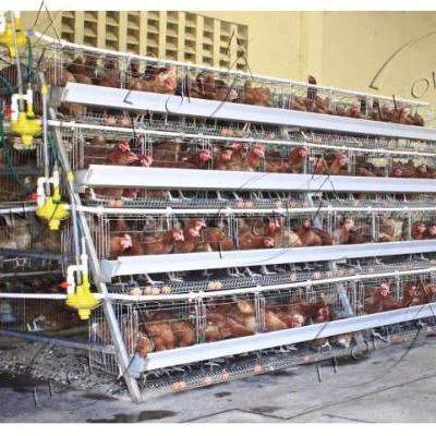 The Latest A Type Layer Breeding Equipment