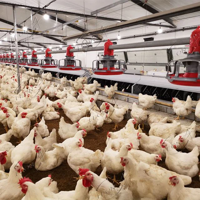 Breeder Broiler Chicken Farm Poultry Equipment